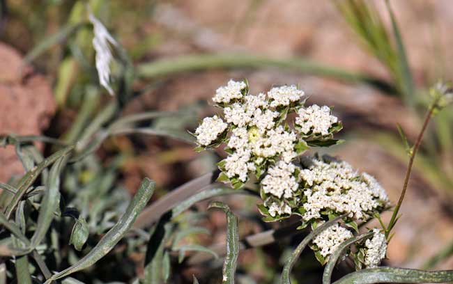 Lomatium nevadense, Nevada  Biscuitroot or Wild Parsley, Southwest Desert Flora